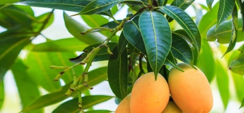 New Air Route To Help Odisha Export Mangoes To Southeast Asia